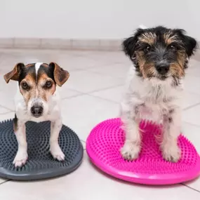 Bild von Hundephysiotherapie Rostock | Tierphysiotherapie Rostock