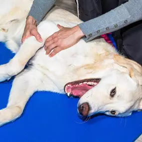 Bild von Hundephysiotherapie Rostock | Tierphysiotherapie Rostock