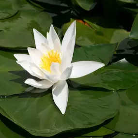 Bild von LEHNERT AG Teich - und Poolcenter