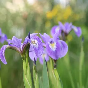 Bild von LEHNERT AG Teich - und Poolcenter