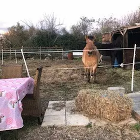 Bild von Equi Anim34