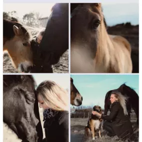 Bild von Equi Anim34