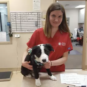 Bild von Meridian Veterinary Hospital