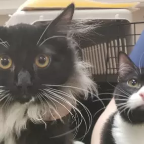 Bild von Meridian Veterinary Hospital