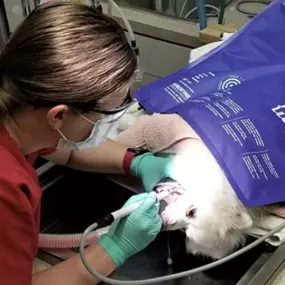 Bild von Meridian Veterinary Hospital