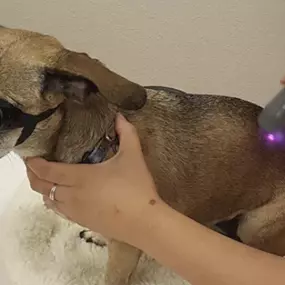 Bild von Meridian Veterinary Hospital