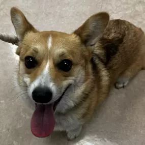 Bild von Meridian Veterinary Hospital