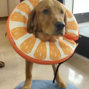 Bild von Meridian Veterinary Hospital