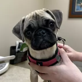 Bild von Meridian Veterinary Hospital