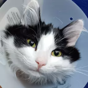 Bild von Meridian Veterinary Hospital