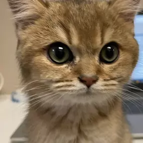 Bild von Meridian Veterinary Hospital