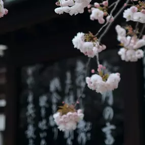 Bild von Nippon Food GmbH / Japanischer Online Shop