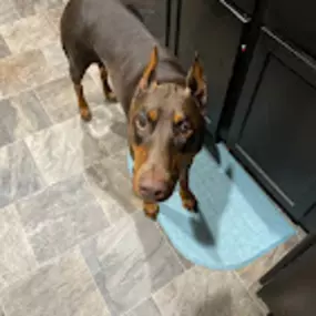 Bild von Red Iron Kennels