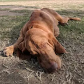 Bild von Red Iron Kennels