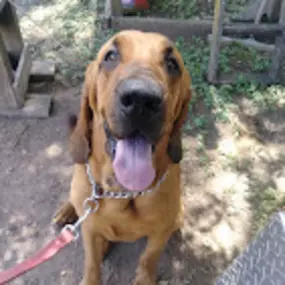 Bild von Red Iron Kennels