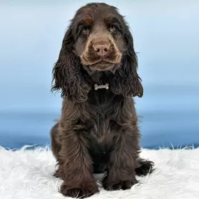 Bild von Tierphysiotherapie Dresden