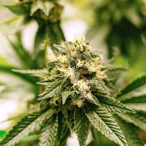 Bild von Garden Remedies Cannabis Dispensary Melrose