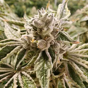 Bild von Garden Remedies Cannabis Dispensary Melrose