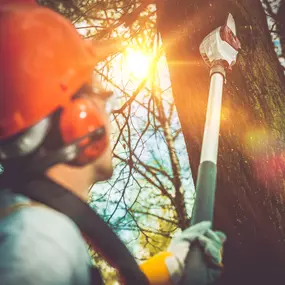 Bild von Arbor Treez LLC