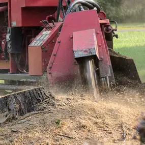 Bild von Arbor Treez LLC