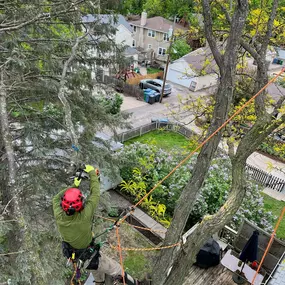 Bild von Vineland Tree Care