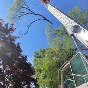 Bild von Vineland Tree Care