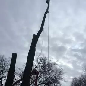 Bild von Vineland Tree Care