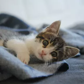 Bild von Kleintierpraxis Eberli