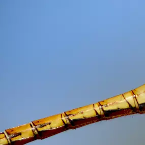 Bild von picturesbygj