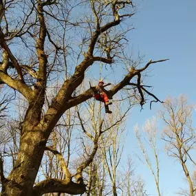 Bild von Galli Manuel