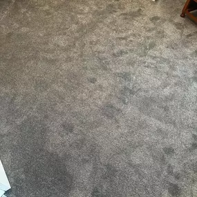 Bild von Da Vinci Carpets