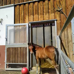 Bild von LD  Reitcoaching