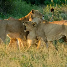 Bild von Baloni Bespoke Travel e.K.