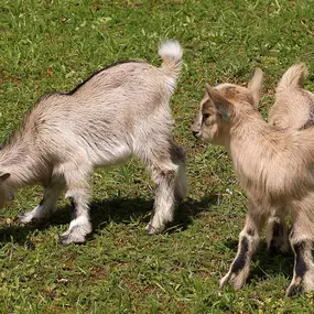 Bild von Erlebnisfarm Bräunertshof