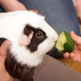 Kita Kids & Co. Unterlindau Kindergarten
Frankfurt
pme Familienservice GmbH