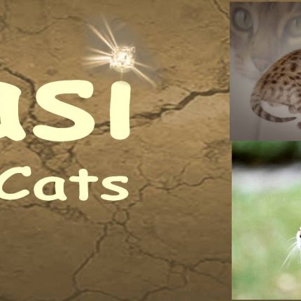 Logótipo de Almasi Savannah Cats (Rassekatzenzucht)