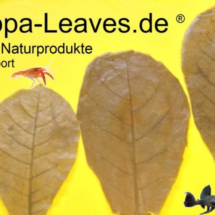 Logo von Catappa-Leaves Aquaristik Naturprodukte