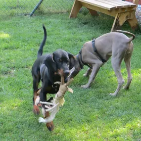 Bild von Hundeschule Amperland Ihre mobile Hundeschule bei FFB