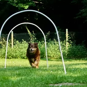 Bild von Hundeschule Amperland Ihre mobile Hundeschule bei FFB