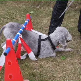 Bild von Hundeschule Amperland Ihre mobile Hundeschule bei FFB