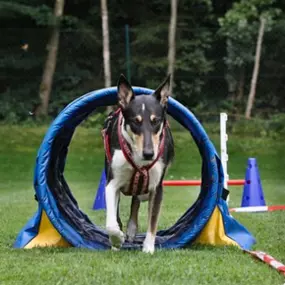 Bild von Hundeschule Amperland Ihre mobile Hundeschule bei FFB