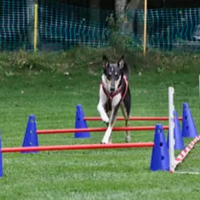 Bild von Hundeschule Amperland Ihre mobile Hundeschule bei FFB