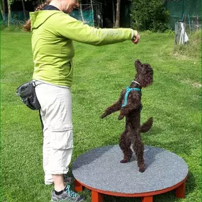 Bild von Hundeschule Amperland Ihre mobile Hundeschule bei FFB