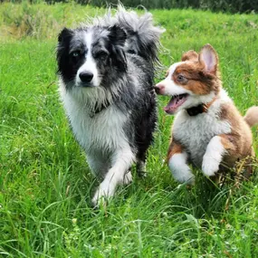 Bild von Hundeschule Amperland Ihre mobile Hundeschule bei FFB