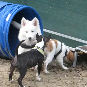 Bild von Hundeschule Amperland Ihre mobile Hundeschule bei FFB