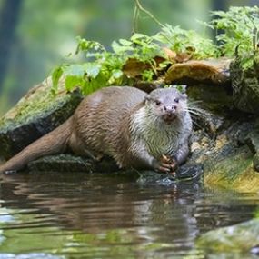 Bild von Aktion Fischotterschutz e.V OTTER-ZENTRUM