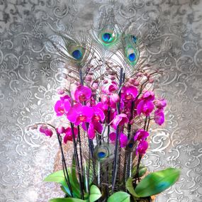 Bild von Blumen Anemone