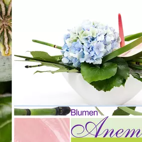 Bild von Blumen Anemone