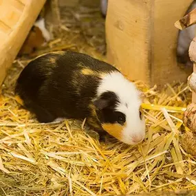 Bild von Kölle Zoo Villingen-Schwenningen