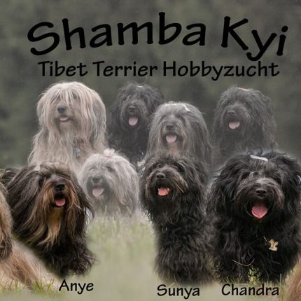 Logo fra Tibet Terrier Zucht Shamba Kyi
